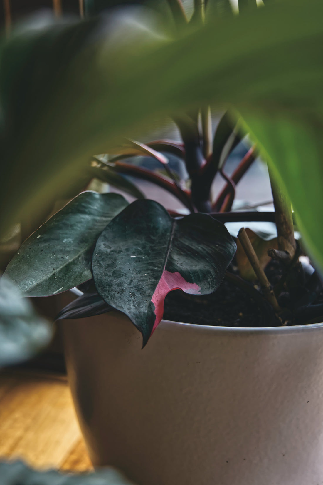 Philodendron Pink Princess Care Guide: Tips for Thriving Indoor Elegance