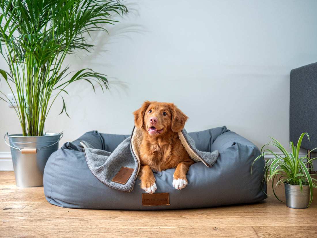 Safe and Pet-Friendly Houseplants: Creating a Happy Home for Your Furry Friends