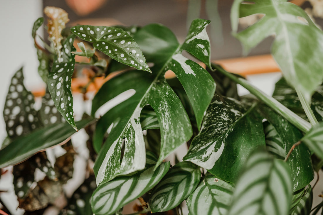 Monstera Albo Care Guide: Cultivating the Beauty of Variegation