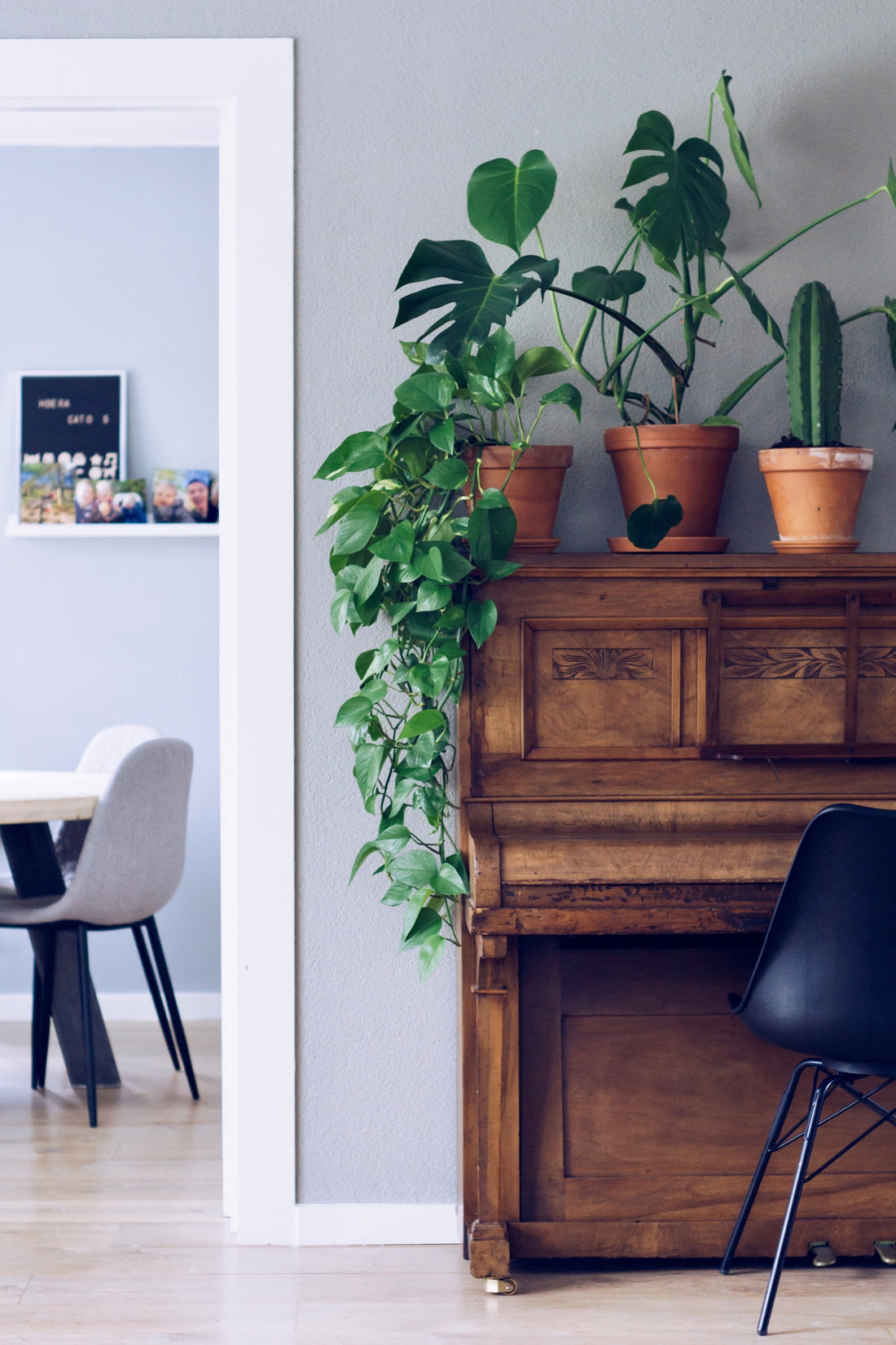 Top Benefits of Indoor Plants for Your Home or Office