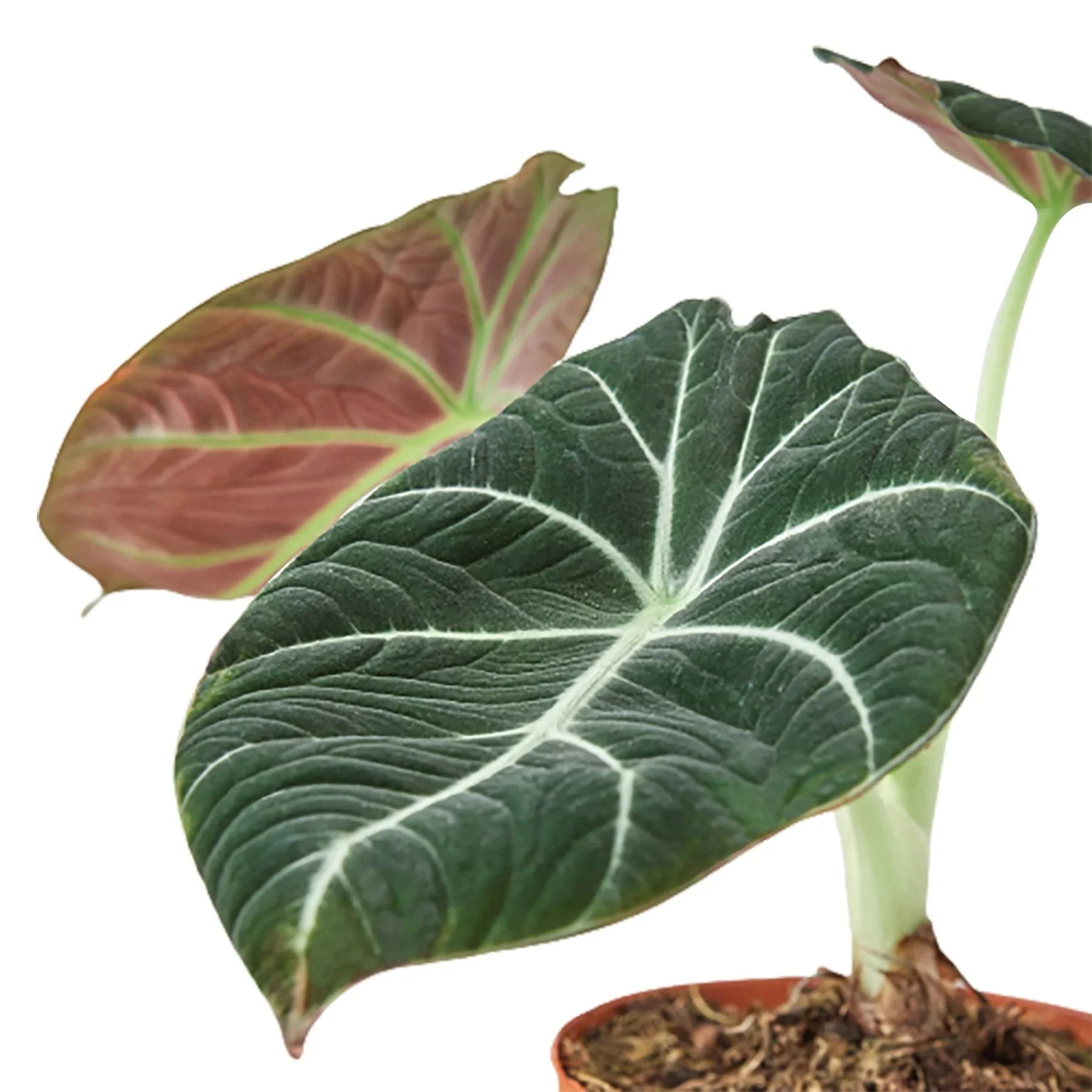 Alocasia Reginula 'Black Velvet