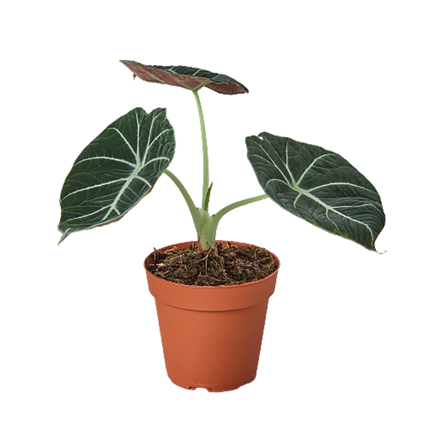 Alocasia Reginula 'Black Velvet