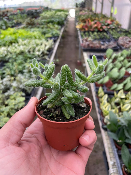 Delosperma echinatum 'Pickle Plant