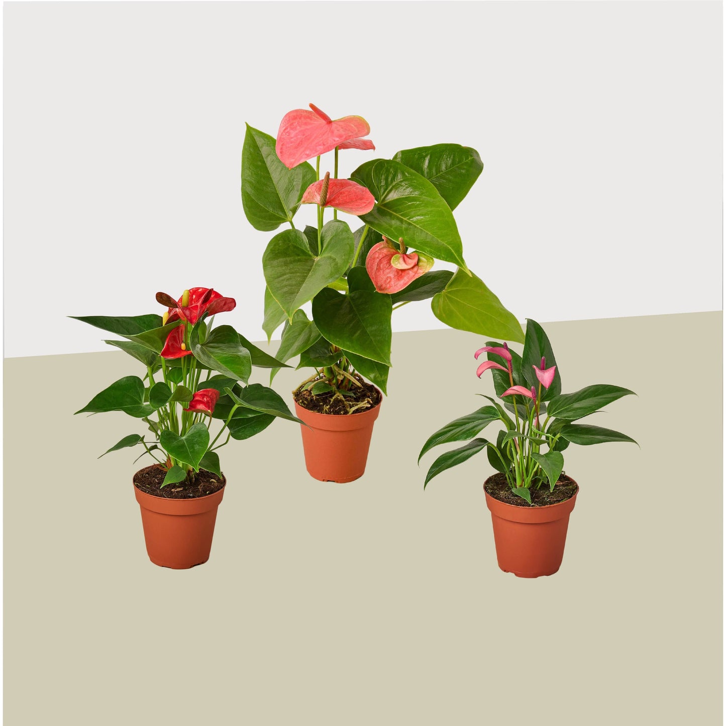 3 Anthurium Variety Pack