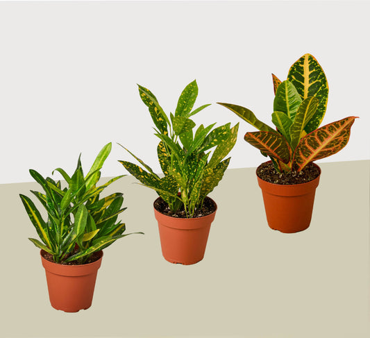 3 Croton Variety Pack