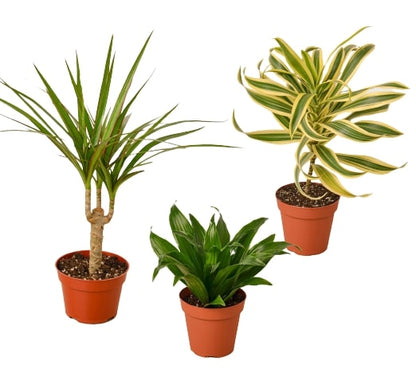 3 Different Dracaenas Variety Pack