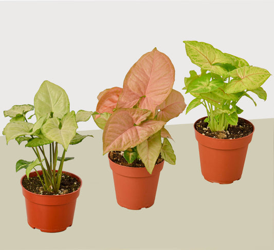 3 Different Syngonium Plants - Arrowhead Plants