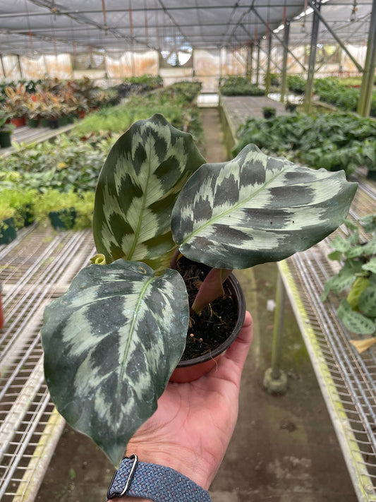 Calathea 'Kennedy'