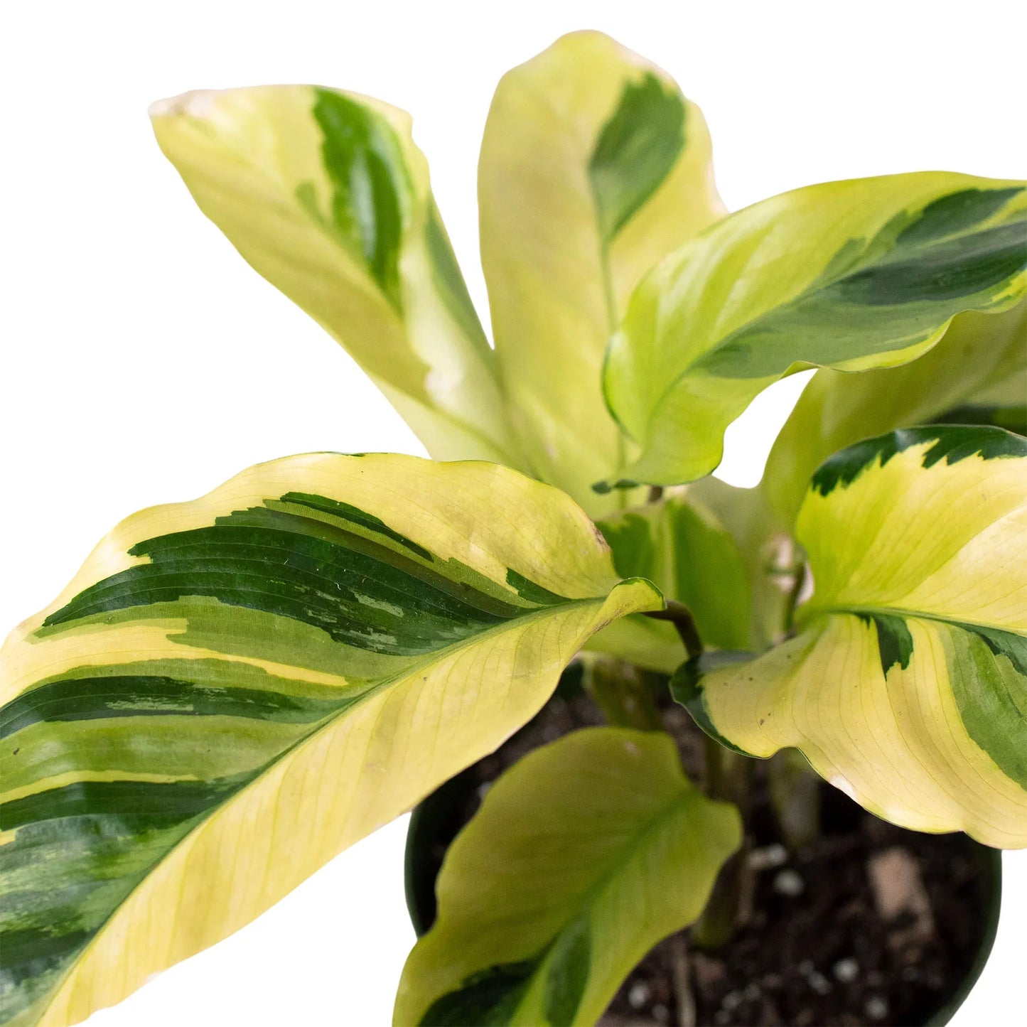 Calathea 'Yellow Fusion'