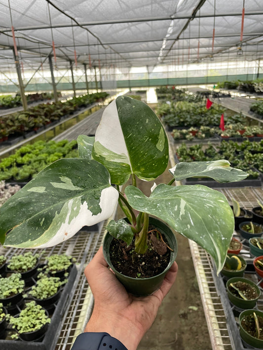 Philodendron 'White Princess'