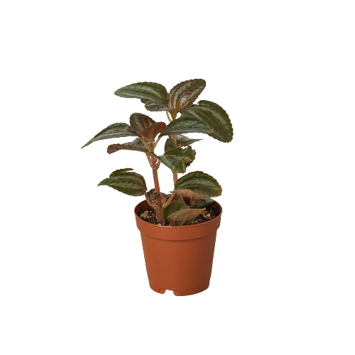 Pilea 'Bronze'