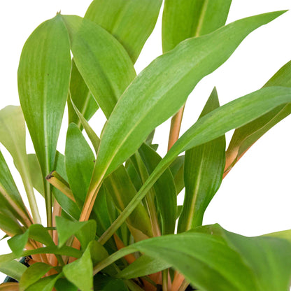 Spider Plant 'Fire Flash'