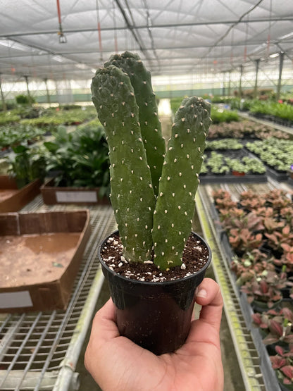 Road Kill Cactus (Consolea rubescens)