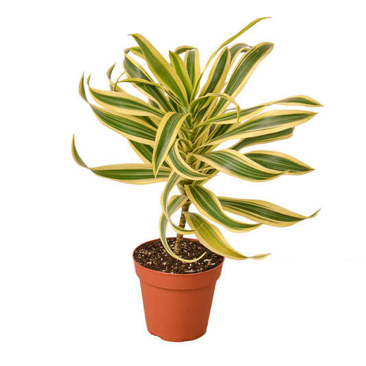 Dracaena 'Song of India'