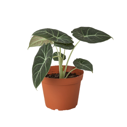 Alocasia Reginula 'Black Velvet