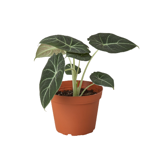 Alocasia Reginula 'Black Velvet