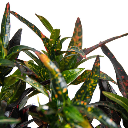 Croton 'Freckles'