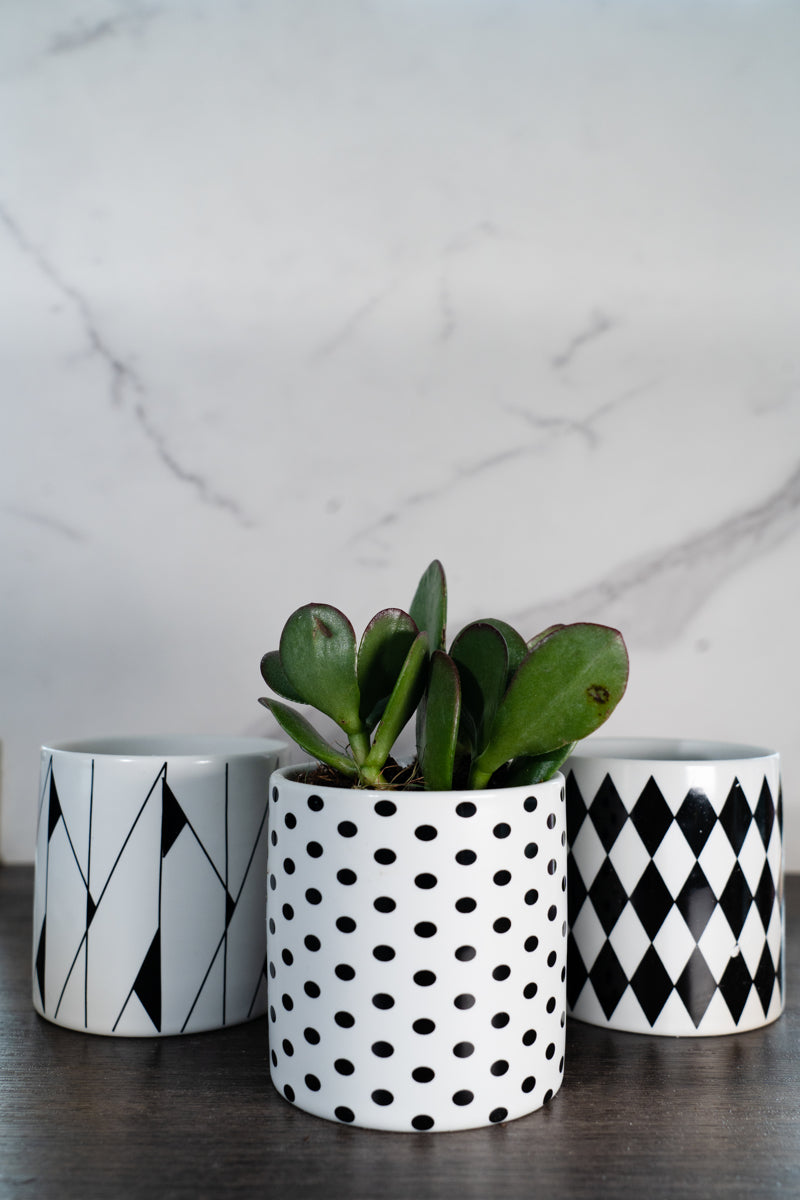 Chic Patterned Pot