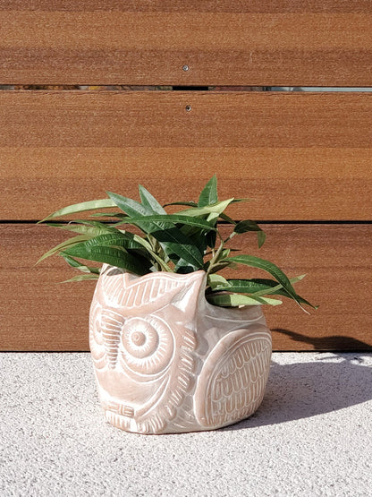 Terracotta Pot - Horned Owl