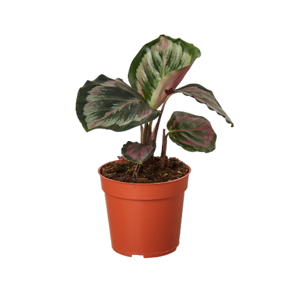 Calathea Roseopicta 'Medallion' II - 6" Pot