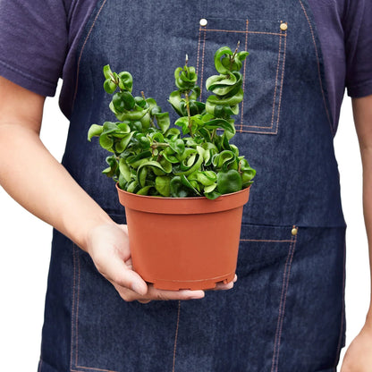 Hoya Rope Plant