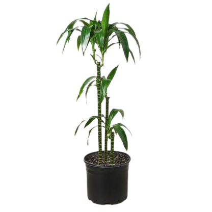 Dracaena 'Elegance' - 10" Pot