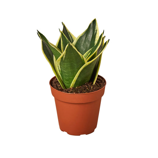 Snake Plant Black Gold - Nursery Pot 4-inch